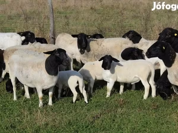 أغنام (دفعة، الجنس غير محدد), Dorper sheep