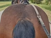 Horse (M), Horses — photo 5