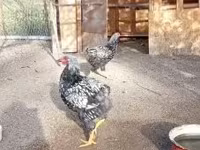 Chickens — फ़ोटो 1