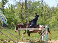 حصان, Pinto horses — الصورة 4