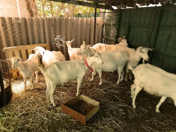 बकरा, Saanen goat