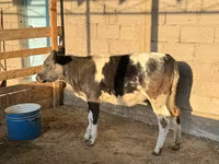 Cow, Belgian Blue — photo 2