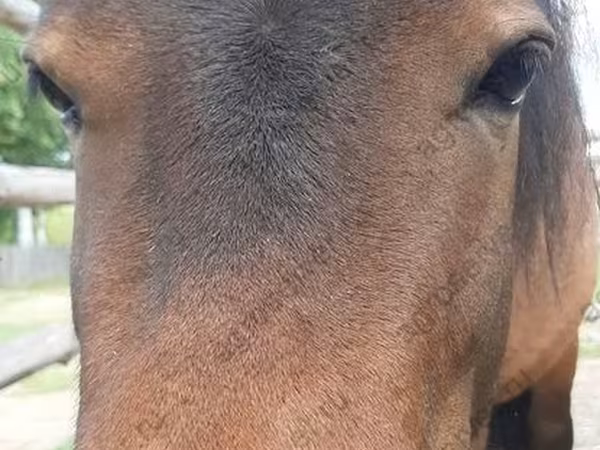 Klisna, American shetland pony