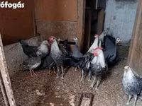 花斑 — 照片 2