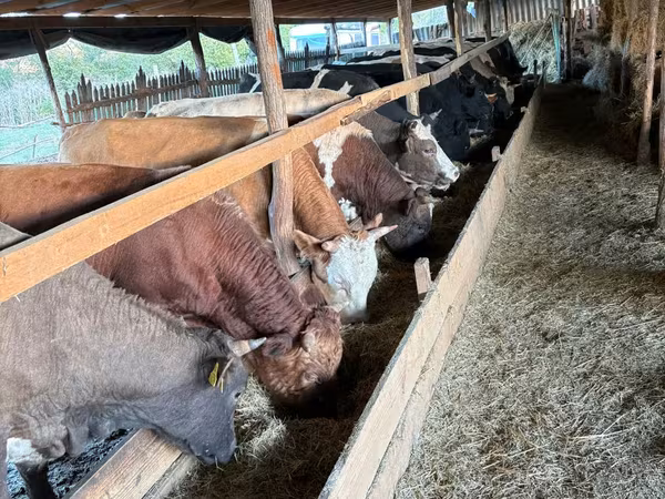 Bull, Cattle