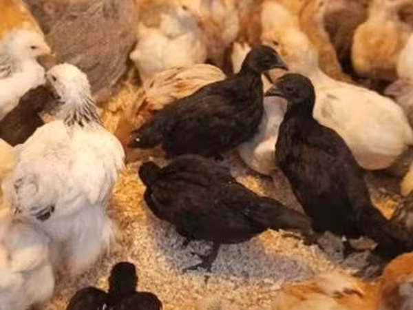 Аям чемани