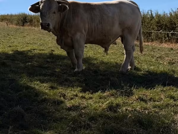 Taureau, Race de vache
