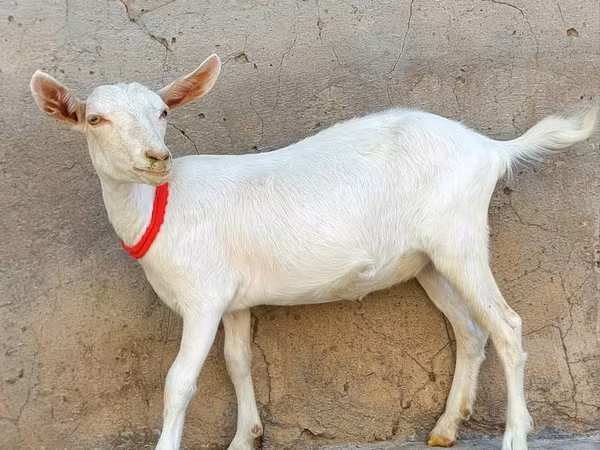 बकरी, Saanen goat