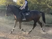 घोड़ा, Nonius horse — फ़ोटो 1