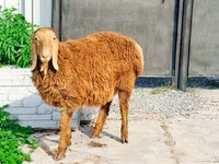 Bélier, Hissar sheep — photo 1