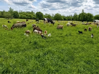 Vaca, Aberdeen-Angus — foto 5