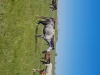 雌馬, Kazakh horse — 写真 1
