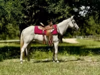 Mare, Quarter Horse — photo 1