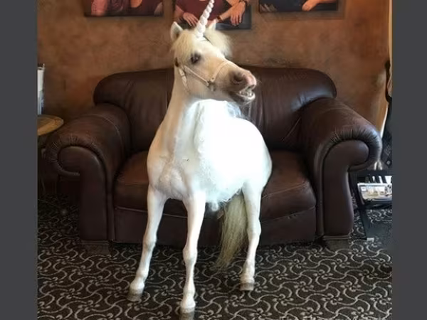 母马, Miniature horse
