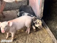 Sow, Pigs — photo 4