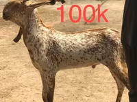 Chèvres (lot, sexe non indiqué), Najdi goat — photo 2