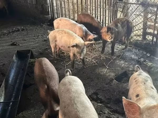 सूअर (लॉट, लिंग निर्दिष्ट नहीं), सूअर