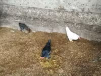 Bantam — Foto 2