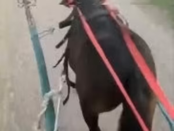 Cavalo, Cavalos