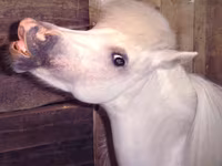 母马, Miniature horse — 照片 7