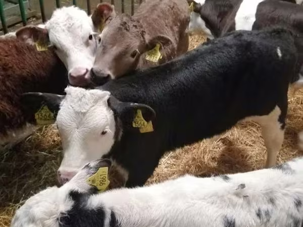 Бык, Корова лимузин