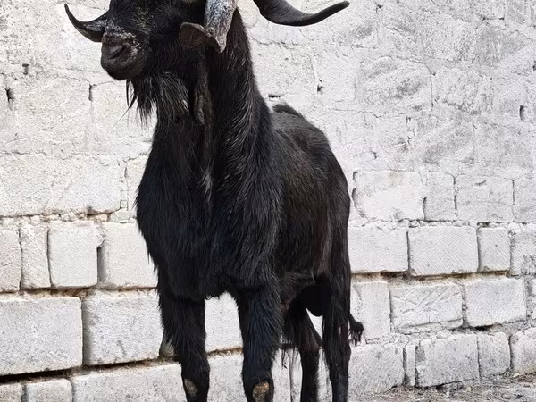 Boucs, Anatolian Black goats