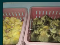 लिंडा — फ़ोटो 1