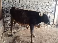 公牛, Cattle — 照片 2