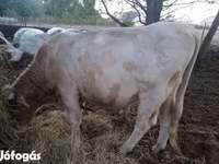 सांड, Charolais cattle — फ़ोटो 1