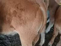 公牛, Limousin cow — 照片 3