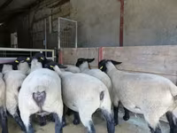 भेड़, White Suffolk sheep — फ़ोटो 2
