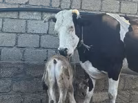 गाय, Simmental cattle — फ़ोटो 1