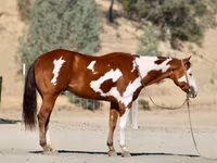 Horse (M), American paint horse — photo 3