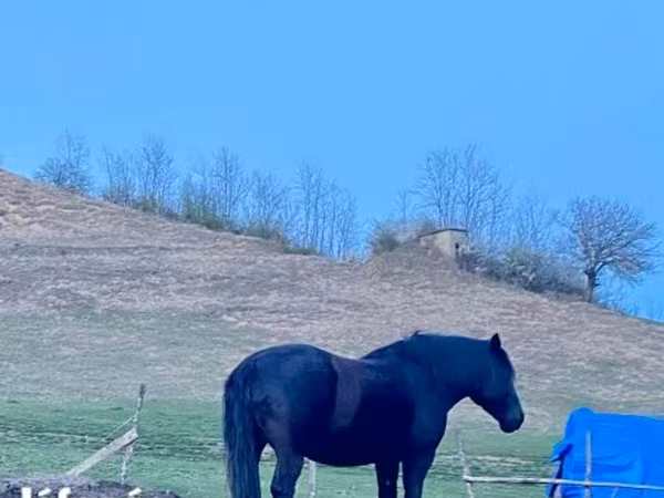 Égua, Kabardian horse