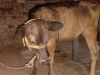Vache, Ukrainian Brown Dairy Cattle — photo 4