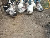 American Pekin — photo 1