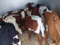 Taureau, Simmental cattle — photo 2