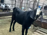 Kozioł, Nubian Goat — zdjęcie 4