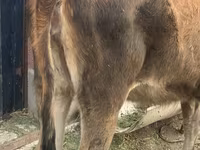 Vache, Brune lettone — photo 3