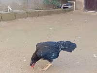 Old English Game — foto 5