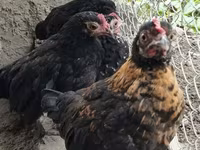 Galinha tcheca dourada malhada — foto 2