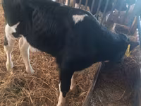 सांड, Simmental cattle — फ़ोटो 6