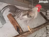 gallina danesa — foto 1