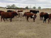 Cow, Swiss cattle — photo 1