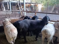 母羊, Rhon sheep — 照片 2