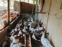 Hausente — Foto 2