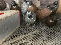 Guinea fowl — फ़ोटो 1