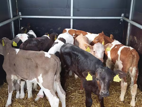 Bull, Simmental cattle