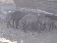 كبش, Arabi sheep — الصورة 3
