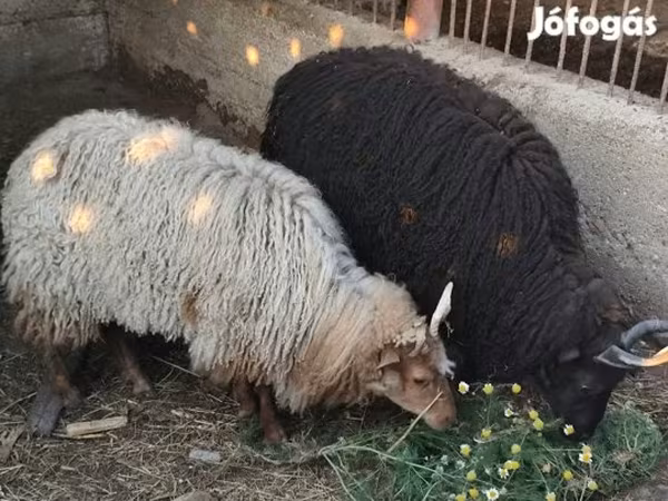 نعجة, Racka sheep